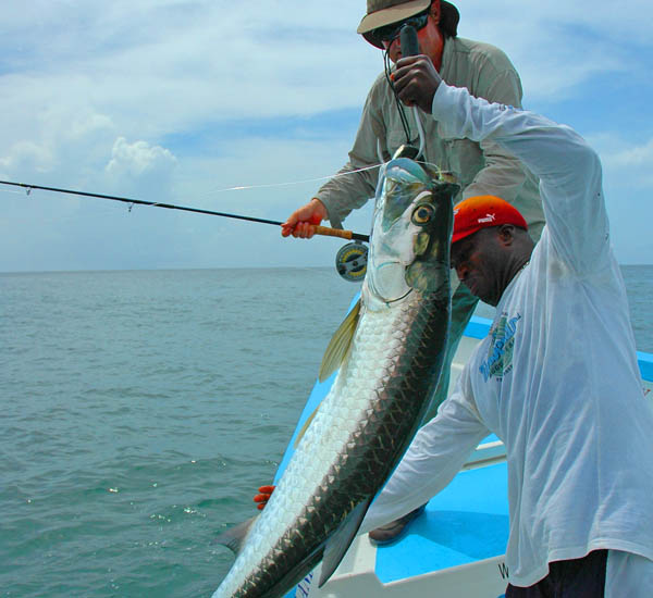 Der Tarpon springt im Drill